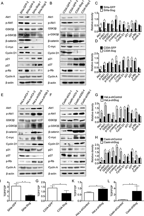 Slug down-regulated Akt1/p-Akt1 expression and suppressed Wnt/&#x03B2;-catenin pathway activity.