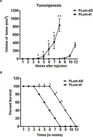 Tumorigenic potential of PLum-AD and PLum-AI cells.