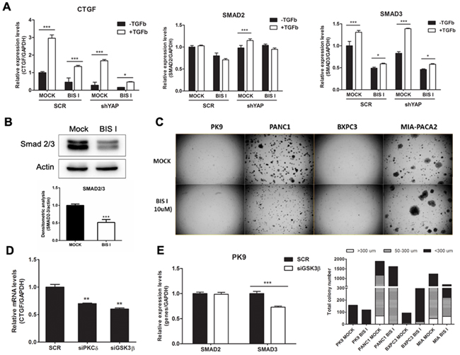 The CTGF expression level was modulated by the TGF-&#x03B2; and Hippo pathways in PDAC.