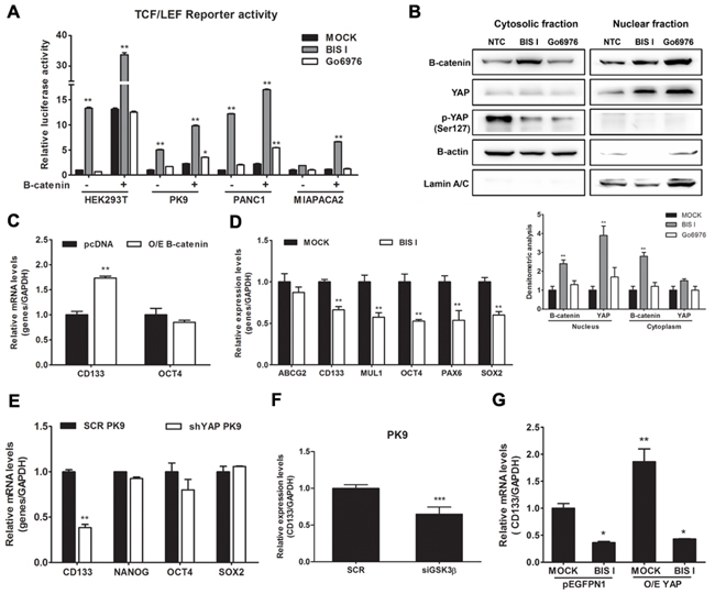 BIS I activates &#x03B2;-catenin and downregulates the expression level of cancer staminality genes.
