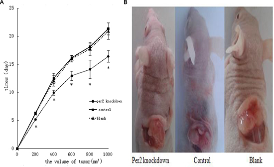 Effect of Per2 on U343 tumor growth in nude mice.