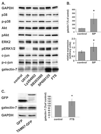 JNK inhibition increases galectin-7 protein and mRNA levels.