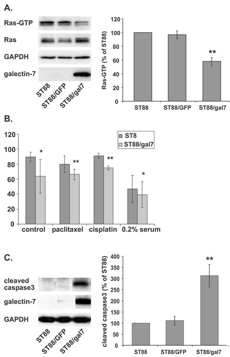 Galectin-7 expression inhibits Ras and sensitizes ST88-14 cells to apoptosis.