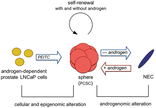 Hypothesis of a prostate cancer sphere model system.