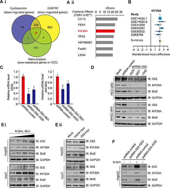 Expression of KIF20A is regulated by the Hh signaling pathway.