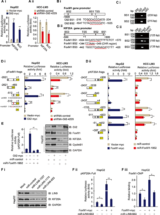 Gli2 regulates the expression of KIF20A by directly promoting FoxM1 expression.