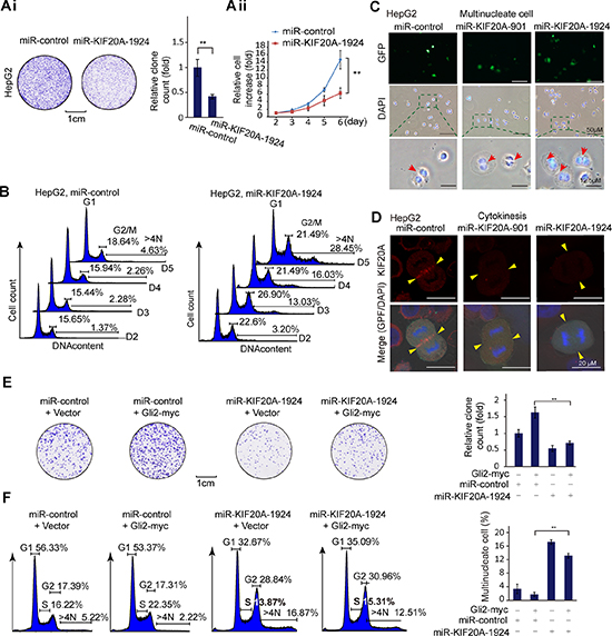 The Gli2-KIF20A axis mediates the growth of HCC cells by promoting cell cycle progression.