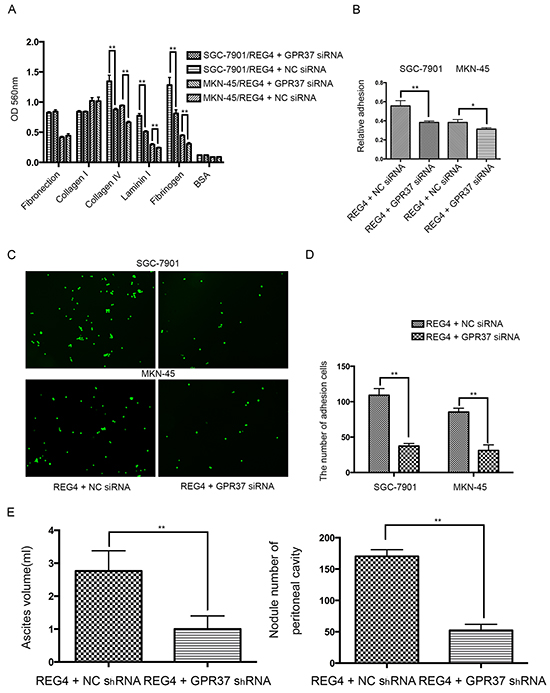 Knocking down GPR37 abrogates the pro-peritoneal metastasis effect of REG4.