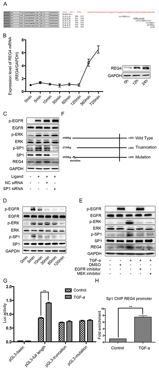 SP1 is the transcription factor of REG4 upon TGF-alpha stimulation in SGC-7901.