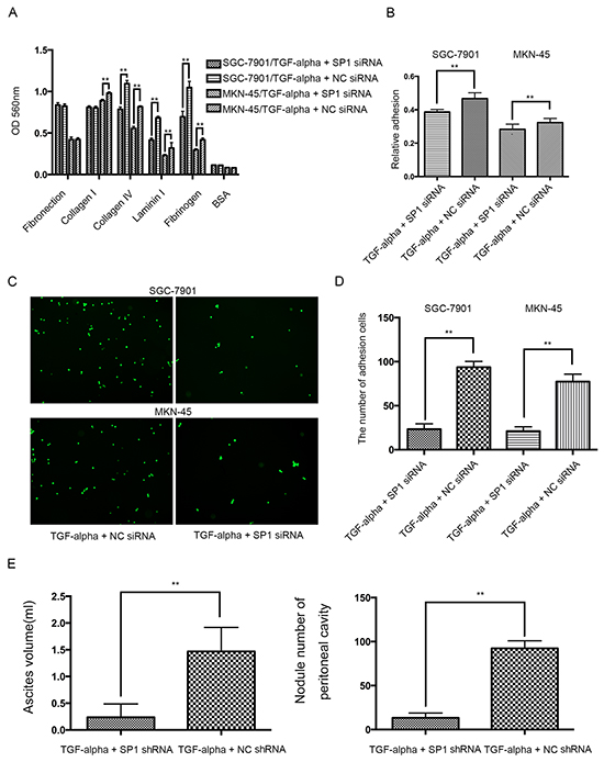 Knocking down SP1 abrogates the pro-peritoneal metastasis effect of REG4.