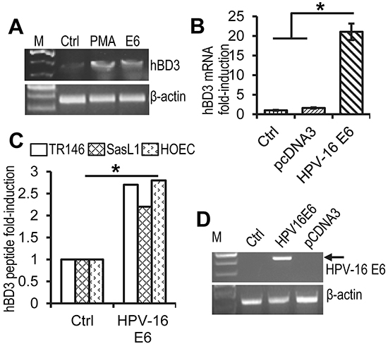 Induction of hBD3 expression by HPV-16 E6.