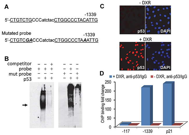 Identification of p53 binding site in the hBD3 gene promoter.