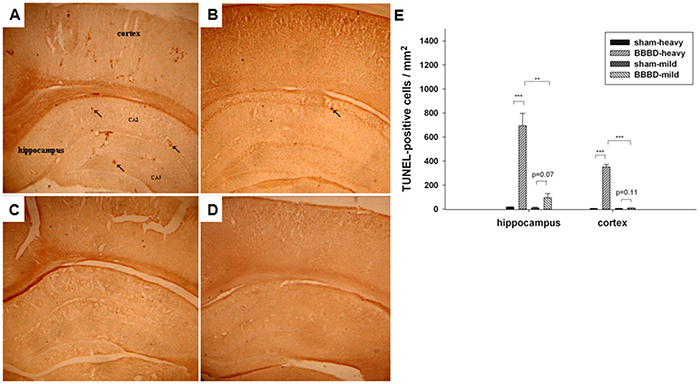 Effects of sonication on apoptotic cell death in the hippocampus and cortex in rats with BBBD.