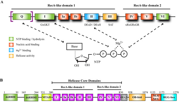 Helicase domain of DExD/H-box helicases and functional domains in DHX9.