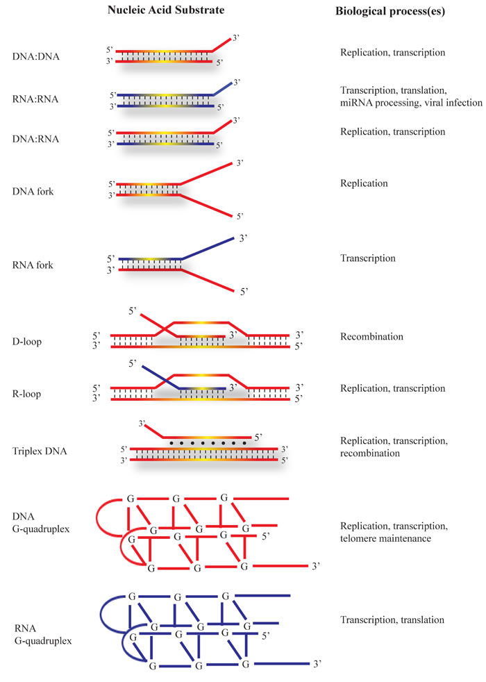 Nucleic acid substrates unwound by DHX9.