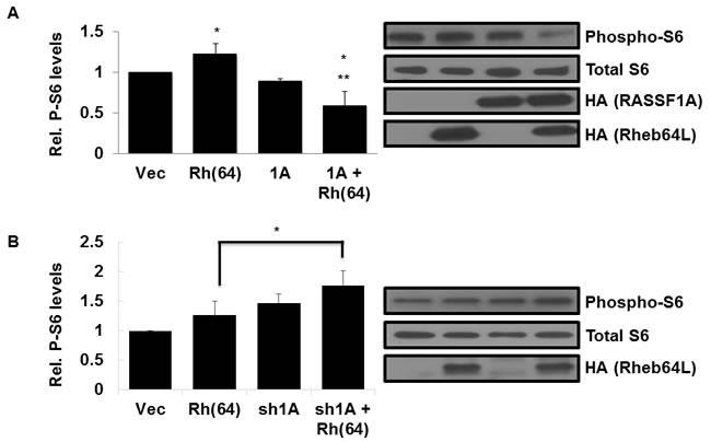 Rheb activation of TOR is suppressed by RASSF1A.