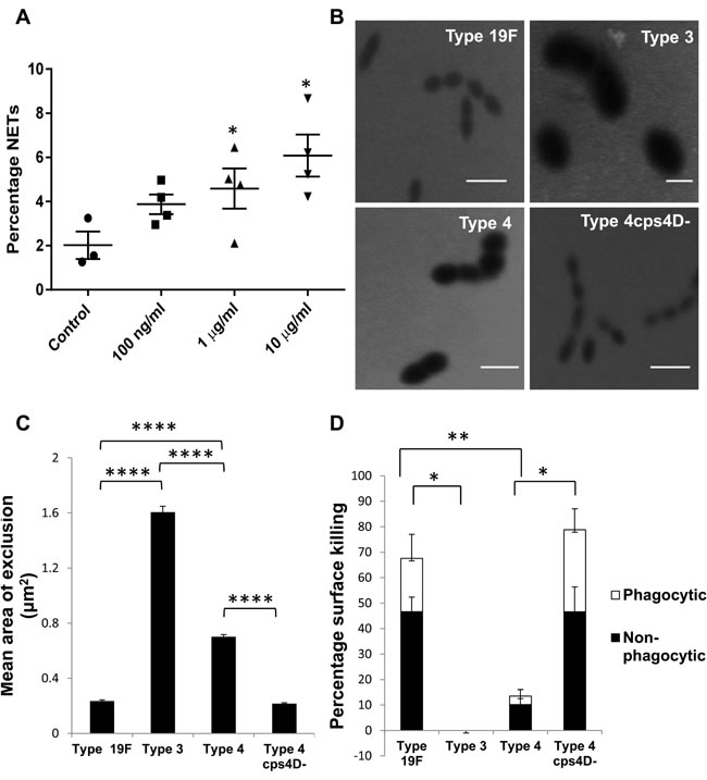 Capsule polysaccharide induces NETs and protects pneumococci from neutrophil-mediated surface killing.