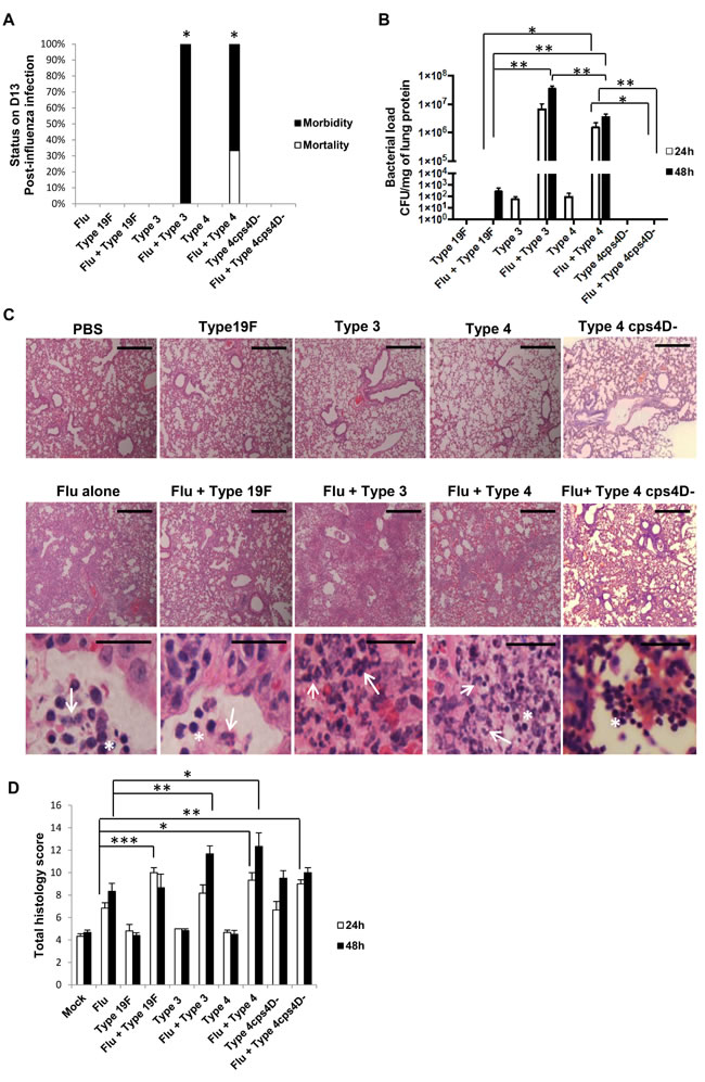 Capsule thickness alone does not determine the severity of secondary pneumococcal pneumonia after primary influenza infection.