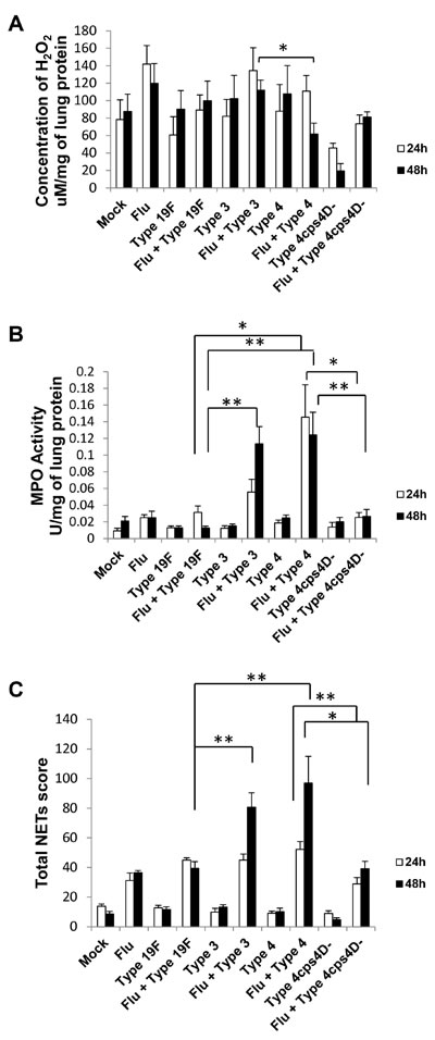 NETs and neutrophil activity in lungs generally correspond to disease severity after secondary pneumococcal infection.