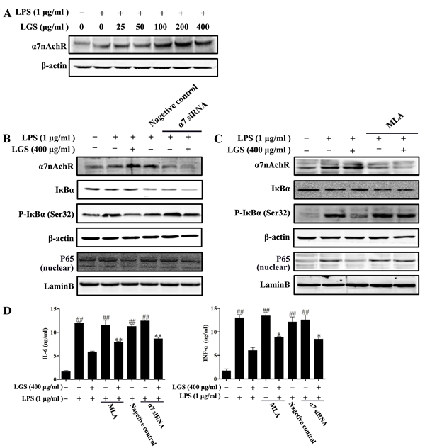 LGS suppresses inflammation and NF-&#x3ba;B pathway