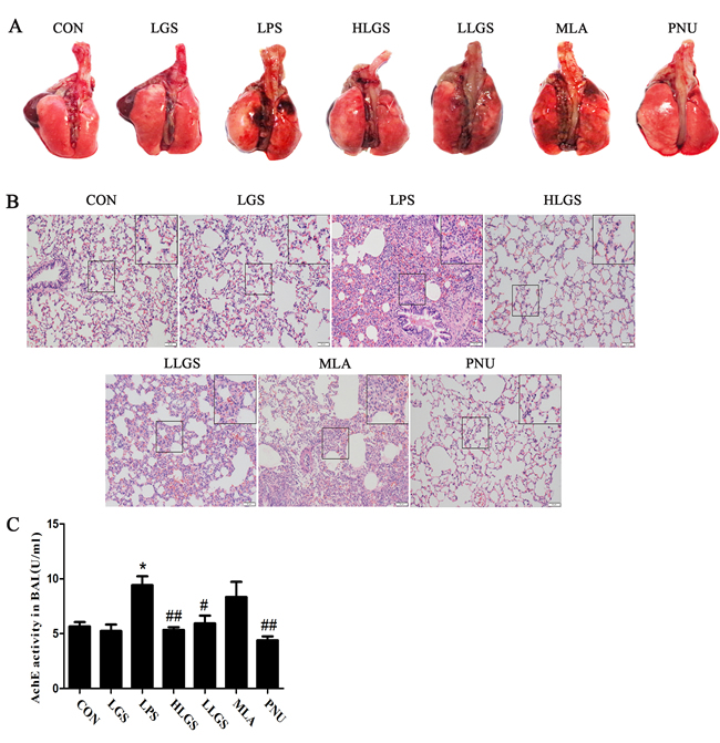 LGS attenuates LPS-induced acute lung injury (ALI) through cholinergic anti-inflammatory pathway.