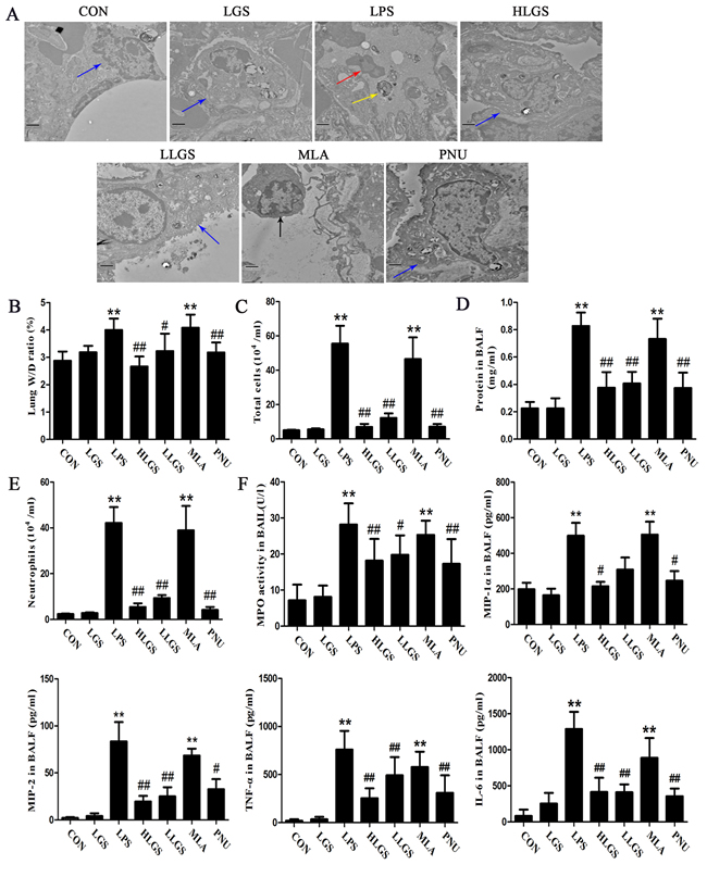 LGS inhibits edema and inflammation in LPS-induced ALI rats through cholinergic anti-inflammatory pathway.