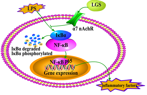 The speculated anti-inflammatory network of LGS.