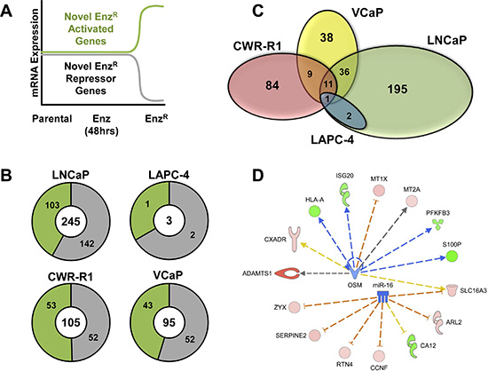 Analysis of adaptive altered non-AR-associated gene expression in EnzR cells.
