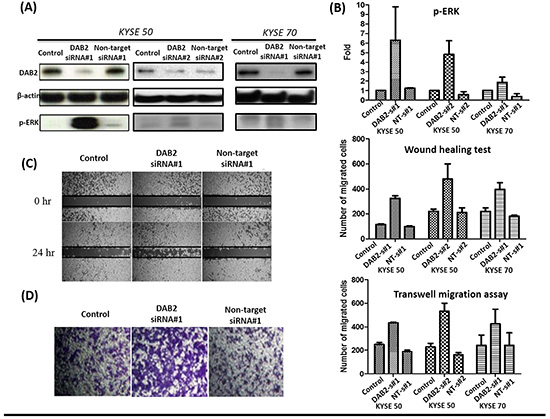 The down-regulation of DAB2 by siRNA in high-DAB2 cell lines promoted ERK phosphorylation and cell motility.