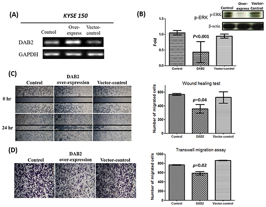 The over-expression of DAB2 can suppress ERK phosphorylation and cancer cell motility.