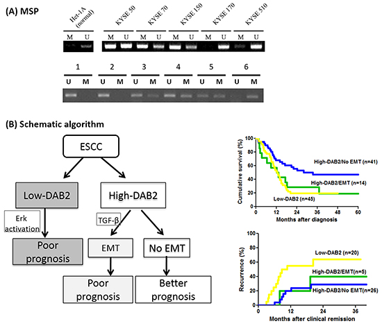 The methylation status of DAB2 promoter and the schematic algorithm demonstrated the three clinical ESCC phenotypes.