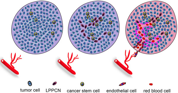 Hypoxia and IFP induce VM formation.