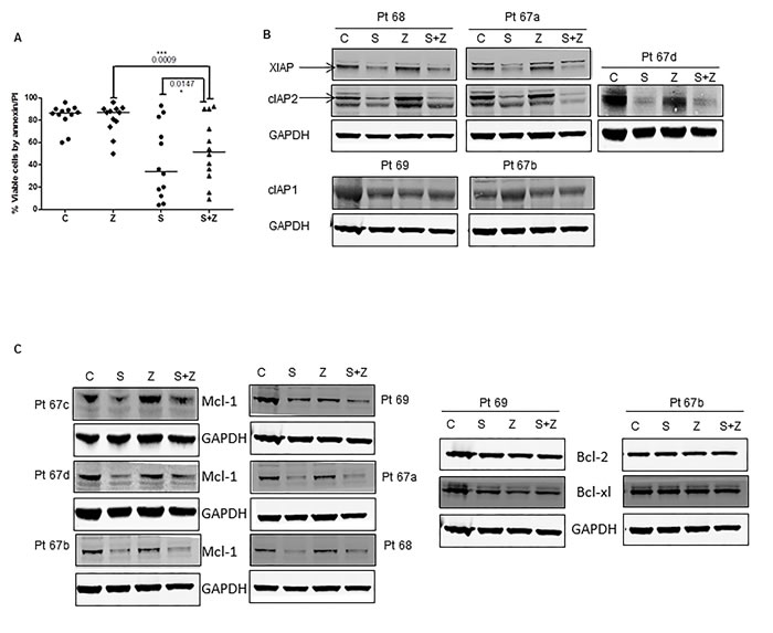 Effect of pan-caspase inhibitor Z-VAD-fmk on smac066-induced apoptosis.