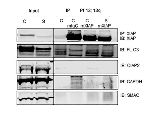 Caspase-3 associates with XIAP and smac066 disrupts the protein-protein interaction.