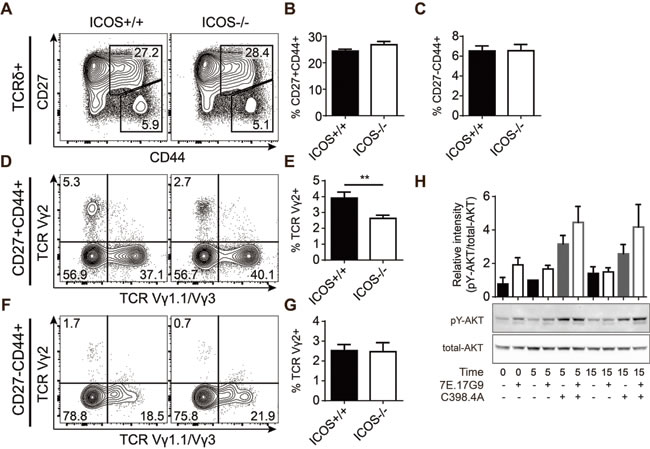 Genetic ICOS deficiency causes subtle variations in fetal &#x3b3;&#x3b4; T cell effector pre-programming.