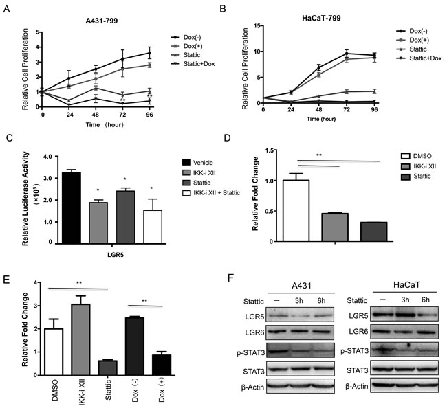 Activation of STAT3 signaling pathway was involved in the regulation of LGR5 expression.