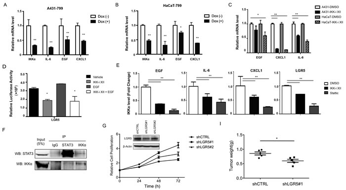 IKK&#x3b1; targeted to the inflammatory factors and LGR5.