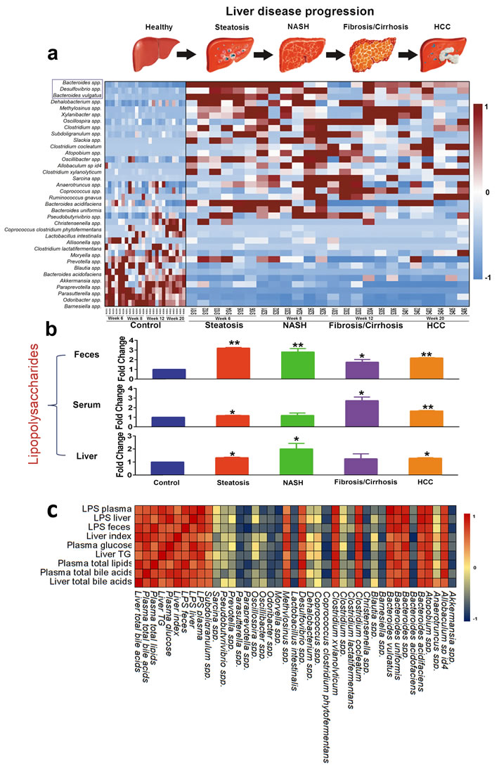 Gut microbiota changes are closely associated with the LPS , pathophysiological features, and commensurate with progression of liver pathology.
