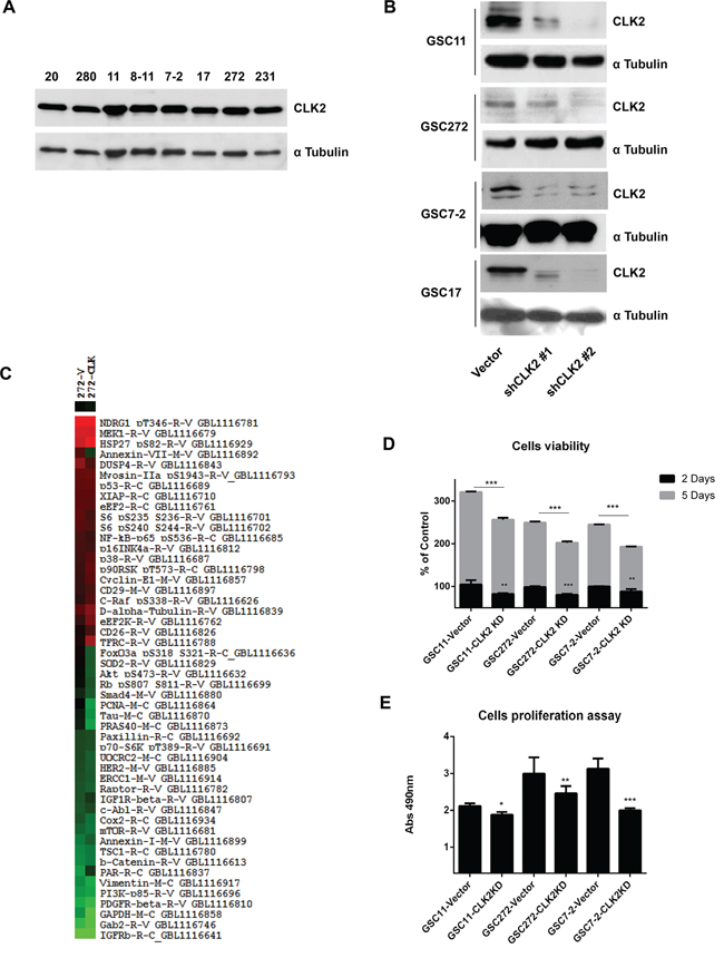 Role of CLK2 expression in GSCs.
