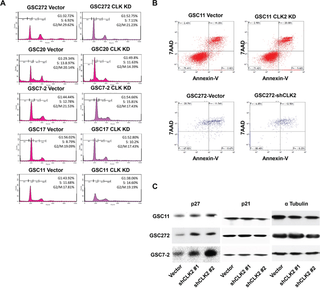Knockdown of CLK2 expression arrests the cell cycle at G1 and S phase and increases p27 expression in GSCs.