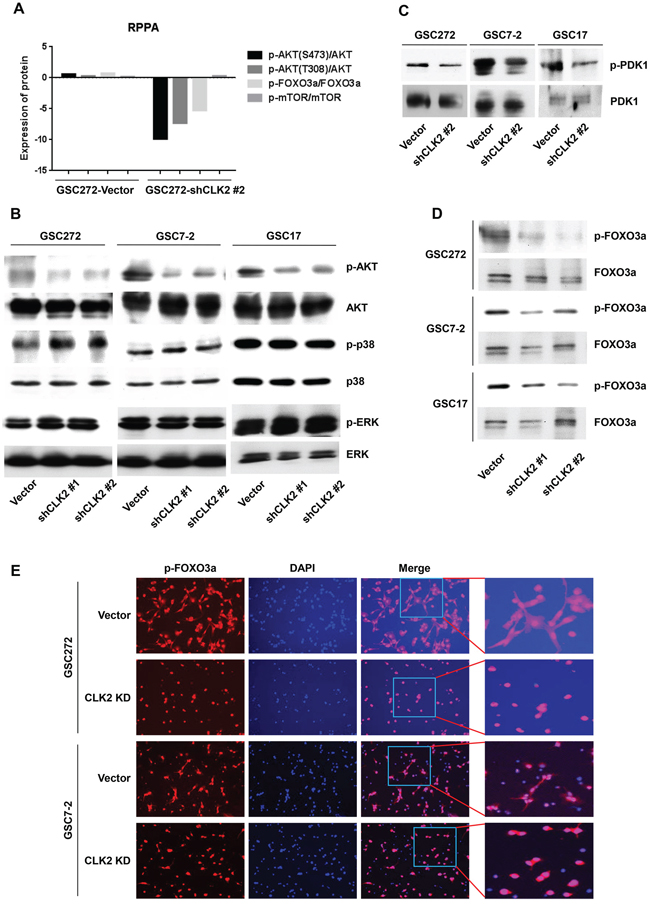 CLK2 regulates the phosphorylation of AKT and FOXO3a protein.