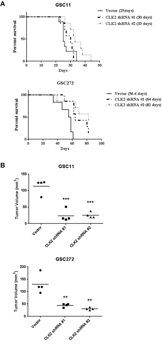 Knockdown of CLK2 expression prolongs survival and decreases tumor volume in glioblastoma mouse models.