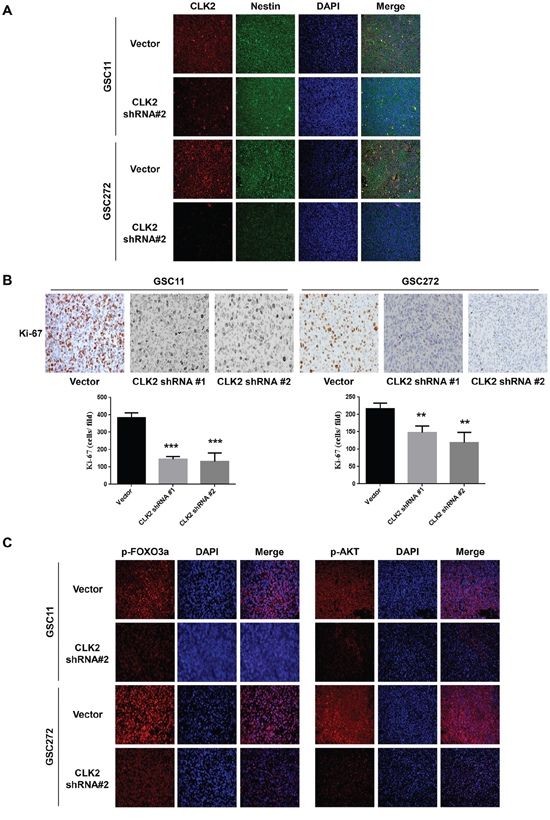 Depletion of CLK2 decreases the expression of Ki-67 and phosphorylation of AKT/FOXO3a.