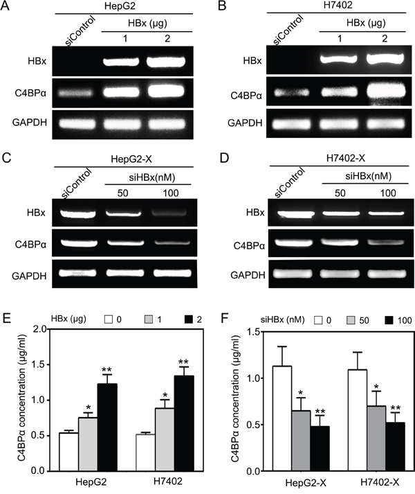 HBx up-regulates C4BP&alpha; in hepatoma cell.