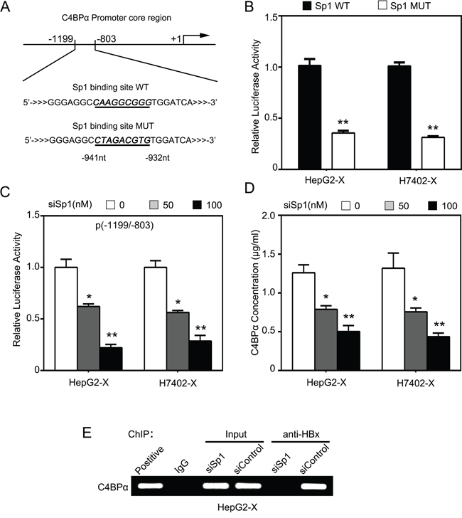 HBx activates C4BP&alpha; promoter through transcription factor Sp1.