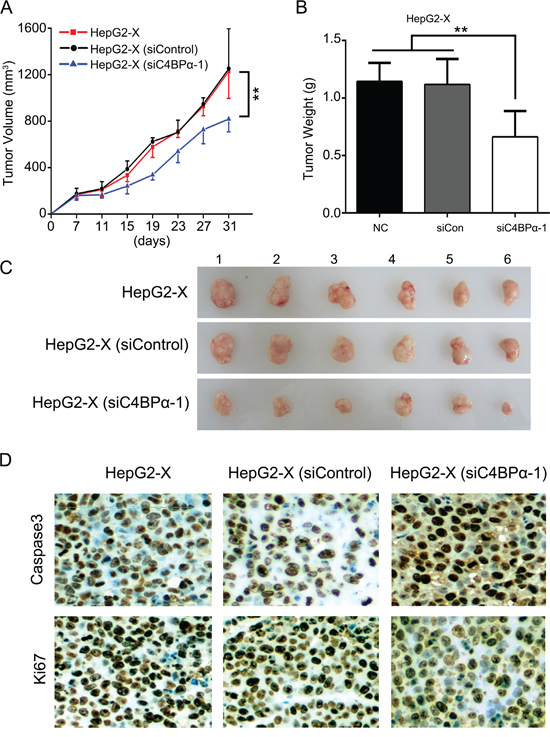 SiC4BP&alpha; results in suppression of growth of hepatoma cells through inducing sensitivity of hepatoma cells to CDC in vivo.