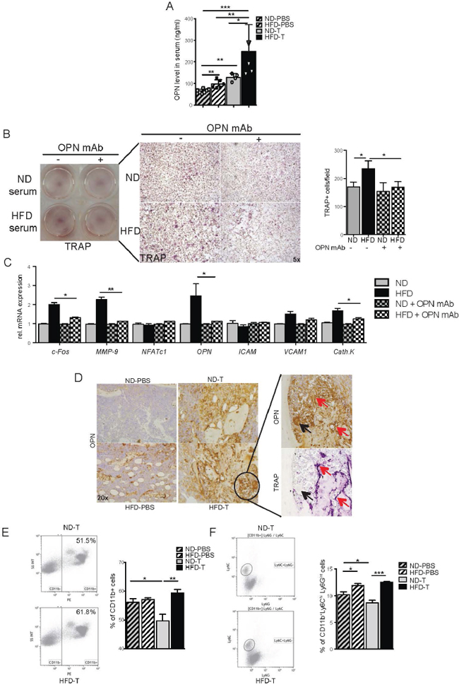 Osteopontin is essential for the osteoclast induction and is produced by CD11b+ monocytes in bone marrow from high fat diet mice.