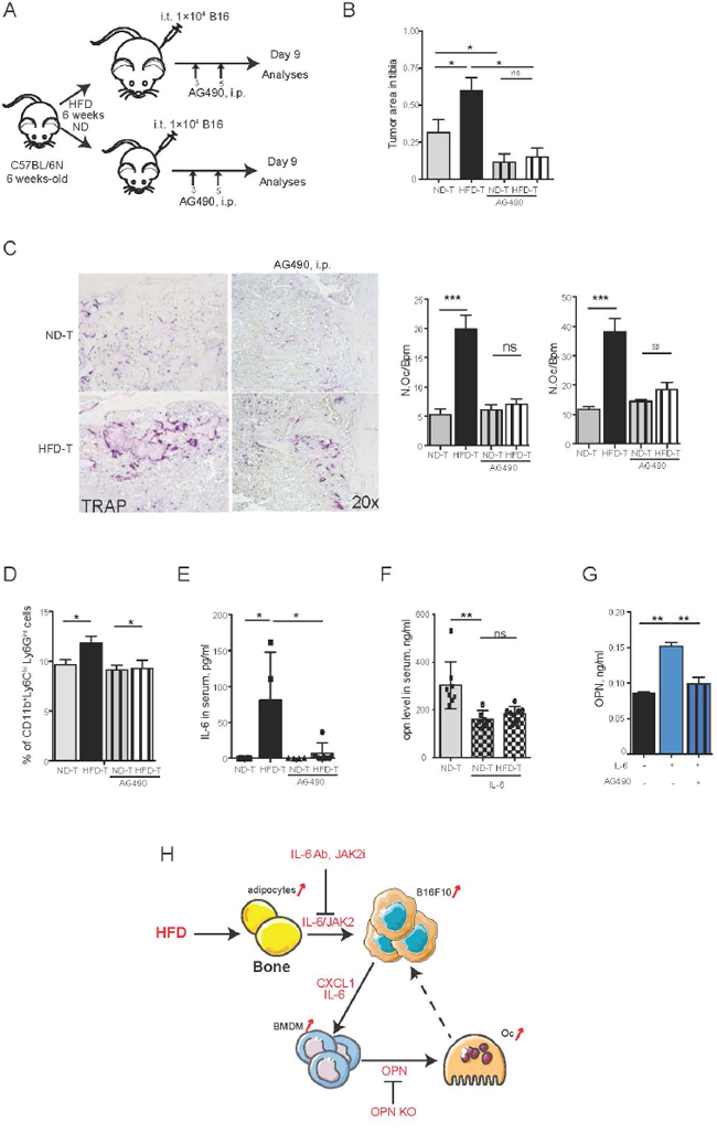Blockade of JAK2-STAT3 pathway rescues the tumor size and the number of osteoclasts in high fat diet mice.