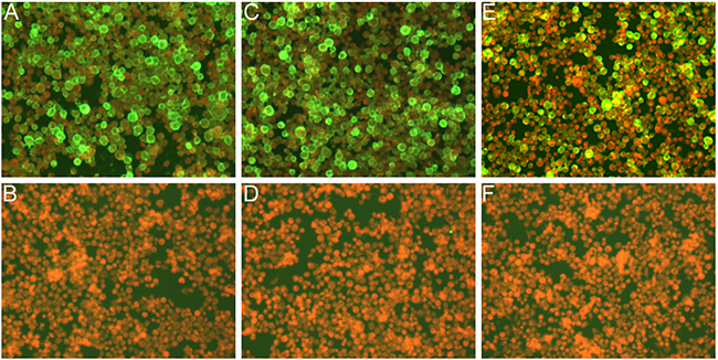 IFA detection of expression of the triple baculoviruses in Sf9 infected cells.