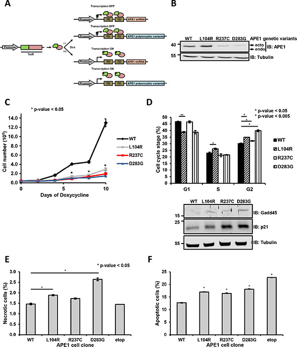 Expression of APE1 variants results in a reduced cell viability and growth defects.